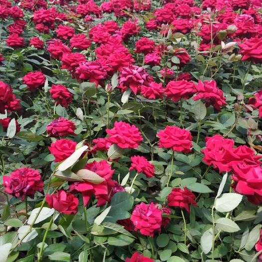 辽阳大花月季 