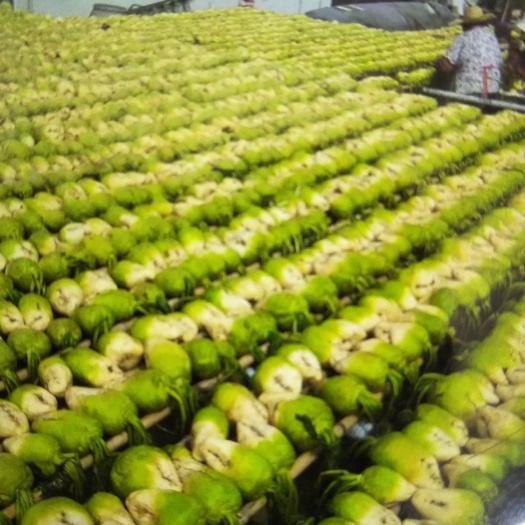 中山市盘菜  大头菜