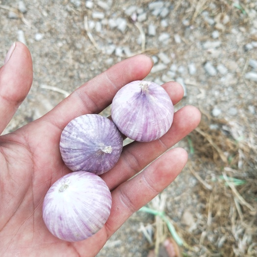 黑山县紫皮独头蒜 大量现货，要的老板与我联系