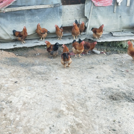 阳山县土杂鸡 统货 8-9斤