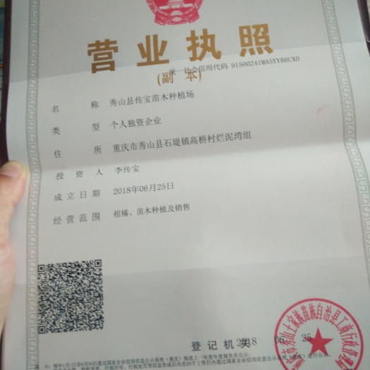 秀山纽荷尔脐橙苗  橙树苗脐橙树苗