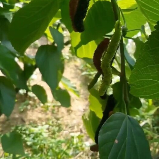 灵山县长果桑苗