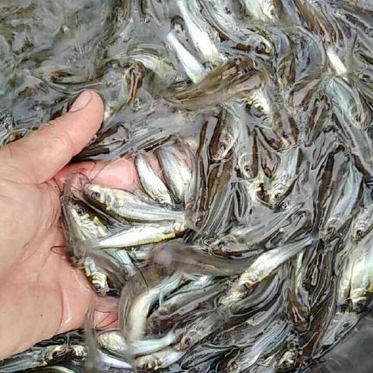 南宁叉尾鮰鱼苗