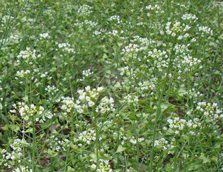 荠菜种子  野生大全农家四季大叶春秋冬季野菜种盆栽小蔬菜种籽