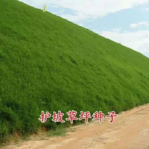 嘉祥县护坡草种子