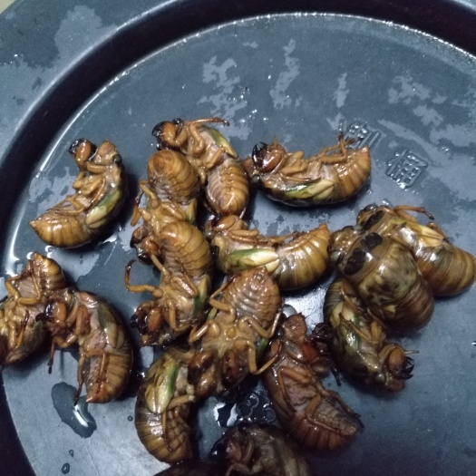潜江市金蝉