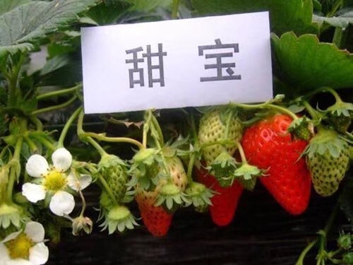 泰安甜宝草莓苗 地栽苗 10~20公分 