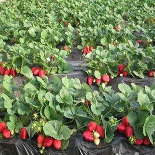 泰安甜宝草莓苗 地栽苗 10~20公分 