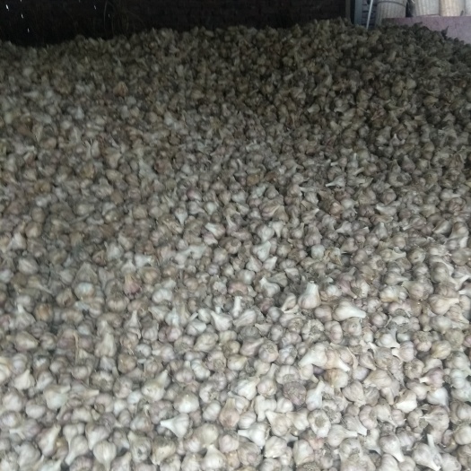 成都软叶蒜 4.5-5.0cm 多瓣蒜 