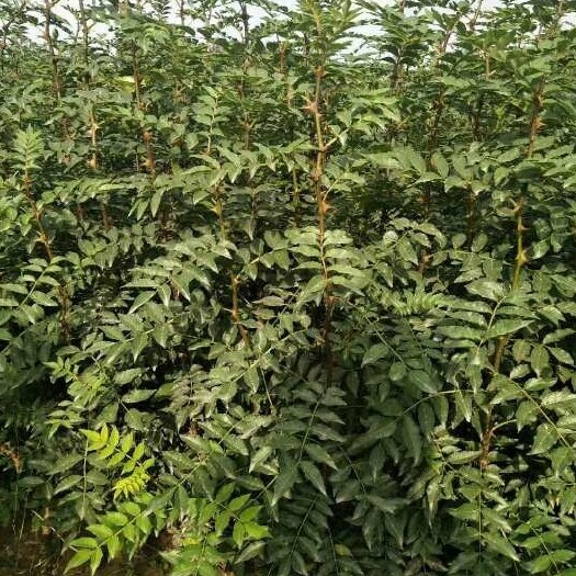绛县大红袍花椒苗  大红袍花椒，狮子头花椒苗