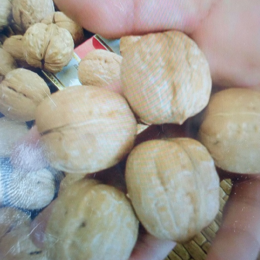 邹城市薄皮核桃 农家绿食品，放心购买，保证质量有礼盒