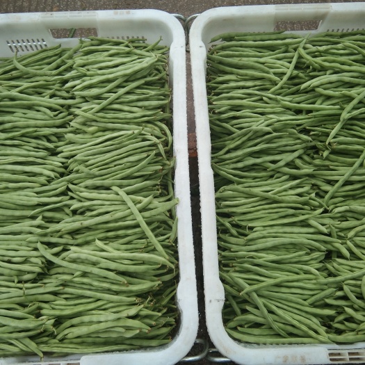 玉溪白花四季豆
