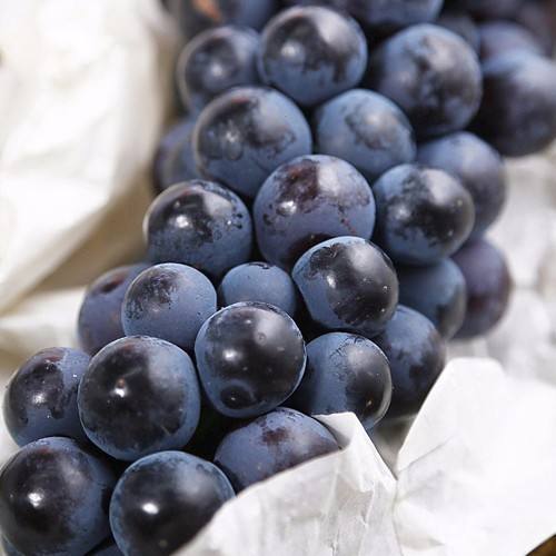  河北精品夏黑葡萄大量上市了，口感好