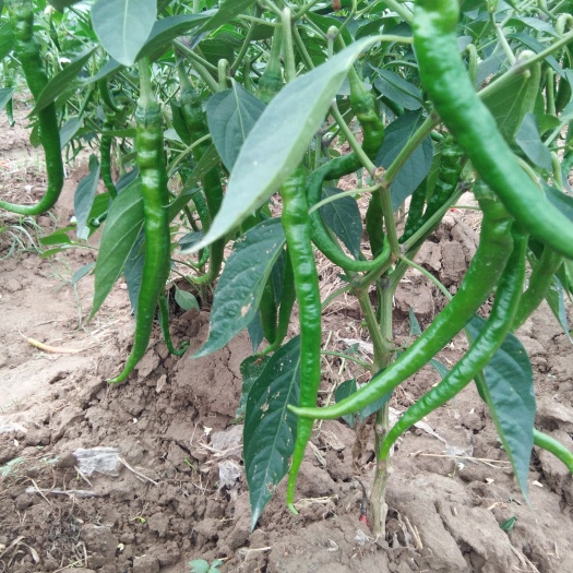 商丘线椒 15~20cm 靑色 中辣