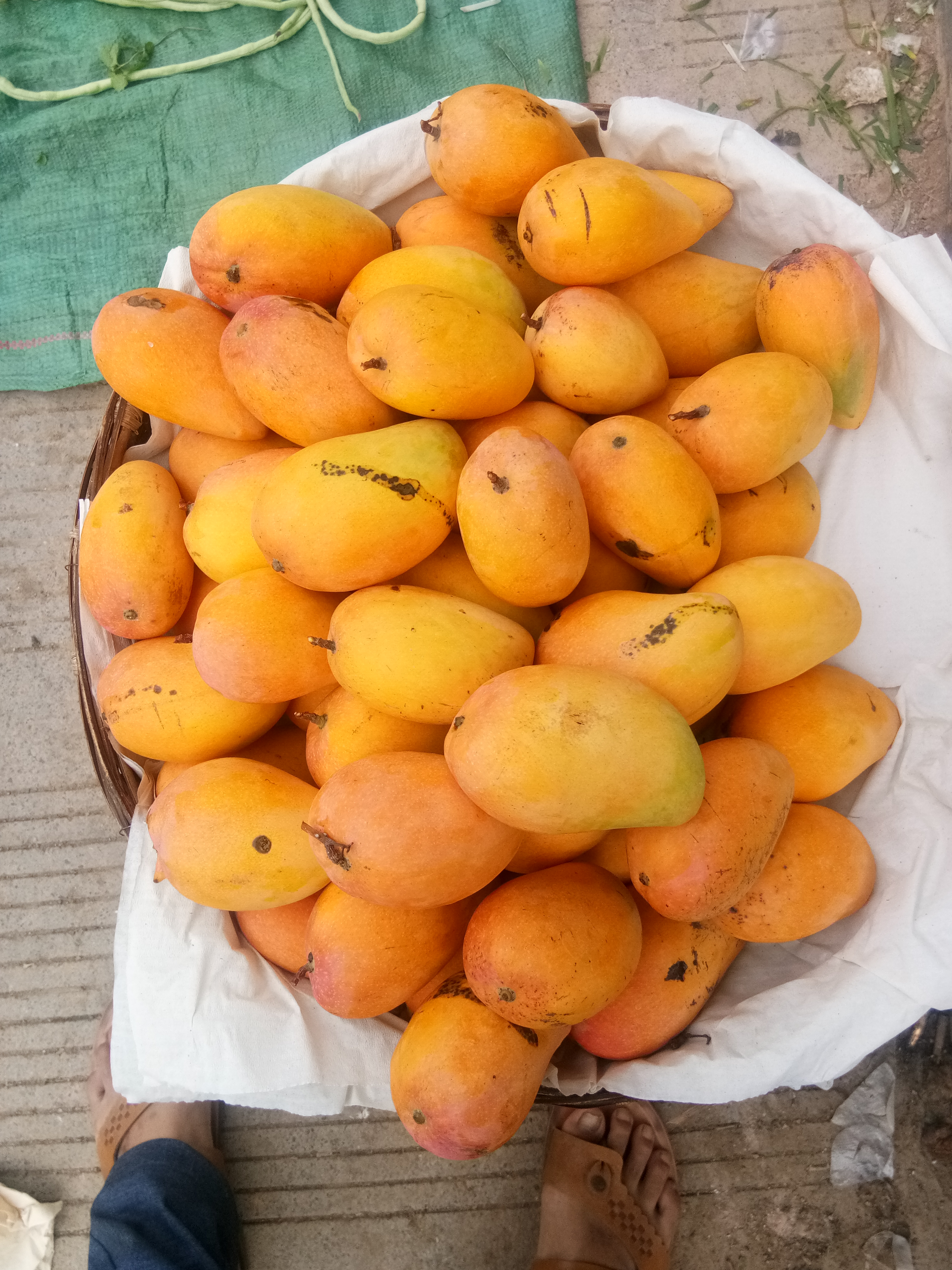 供应大厅  水果 芒果 商品属性 品种名:台农芒 商品详情 本地芒果是自