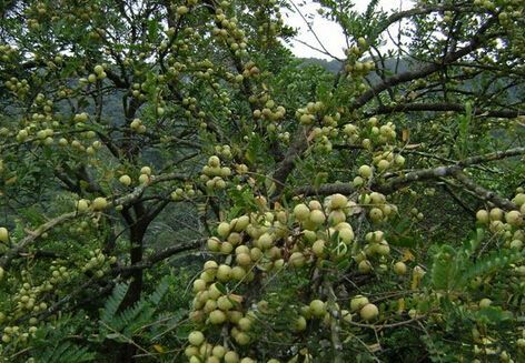 灵山县余甘果苗 0.5~1米 