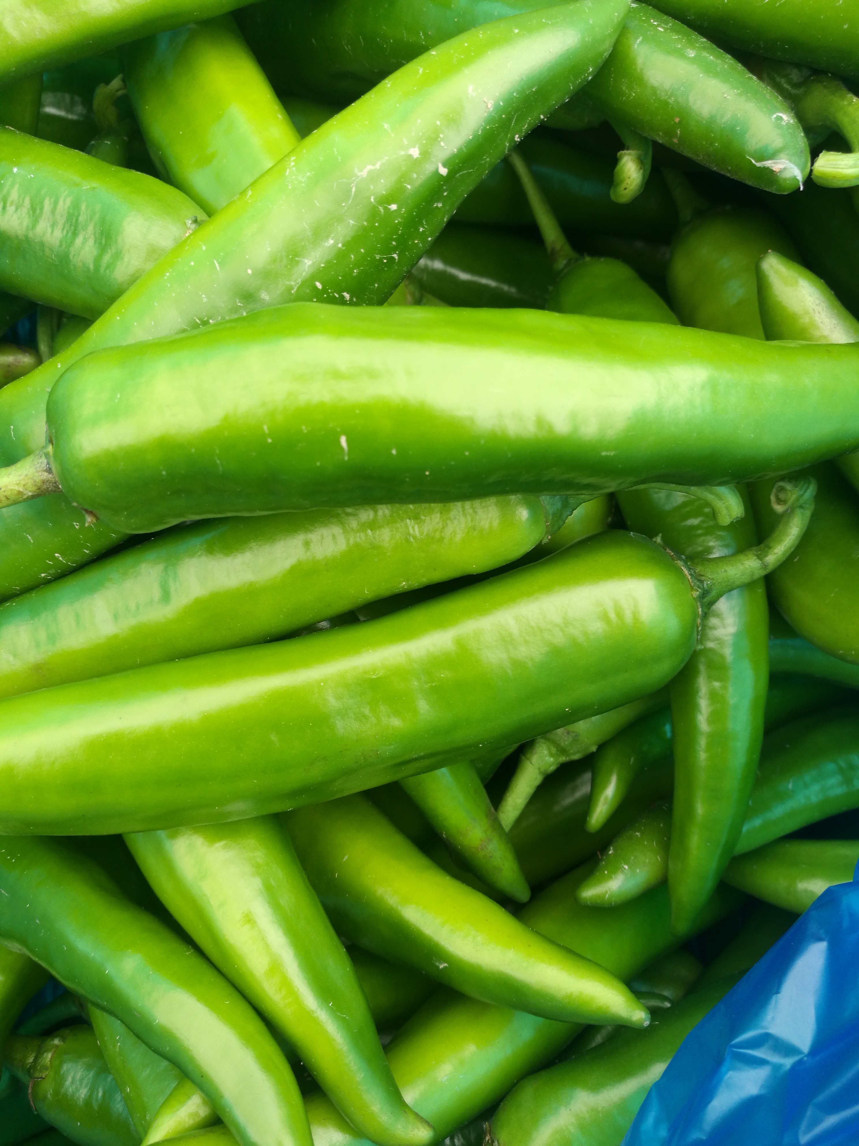 10~15cm子弹头辣椒