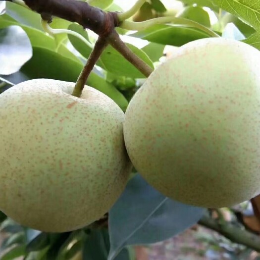 柳州 柳州青花梨1元
