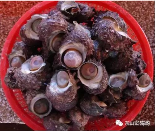 马蹄螺 荣螺