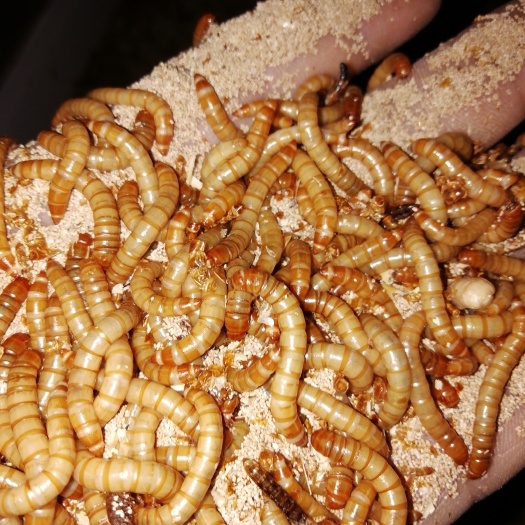 登封市 黄粉虫大量上市中
