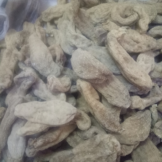  秦岭深山当天麻