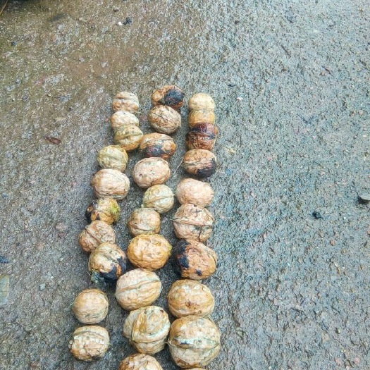 盐边县薄皮核桃 