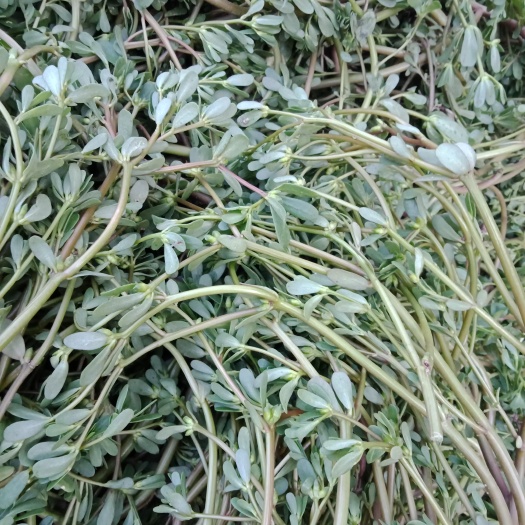 惠民县 脱水蔬菜马齿苋，干净，天然