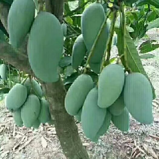 钦州金煌芒果苗 