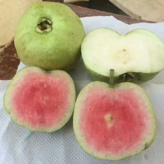 钦州红宝石少籽芭乐苗 