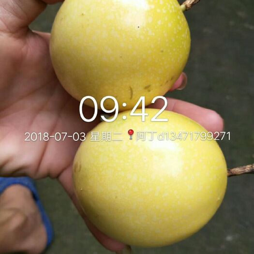 钦州黄金百香果苗