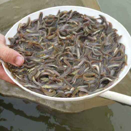 达州泥鳅苗
