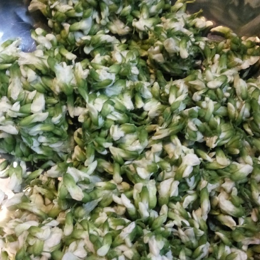 三门峡槐花