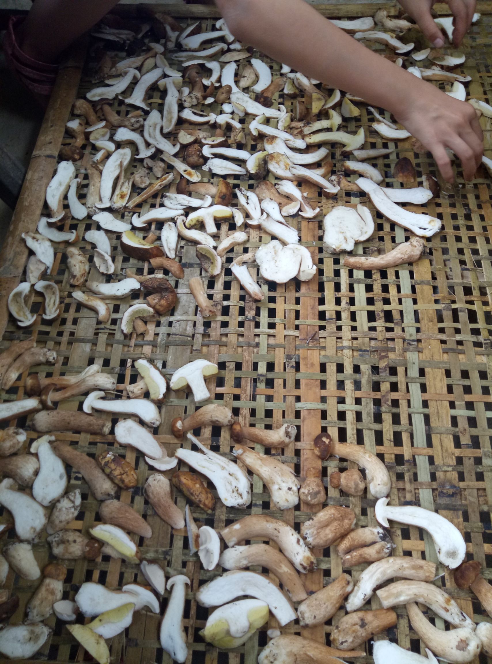 美味牛肝菌干货