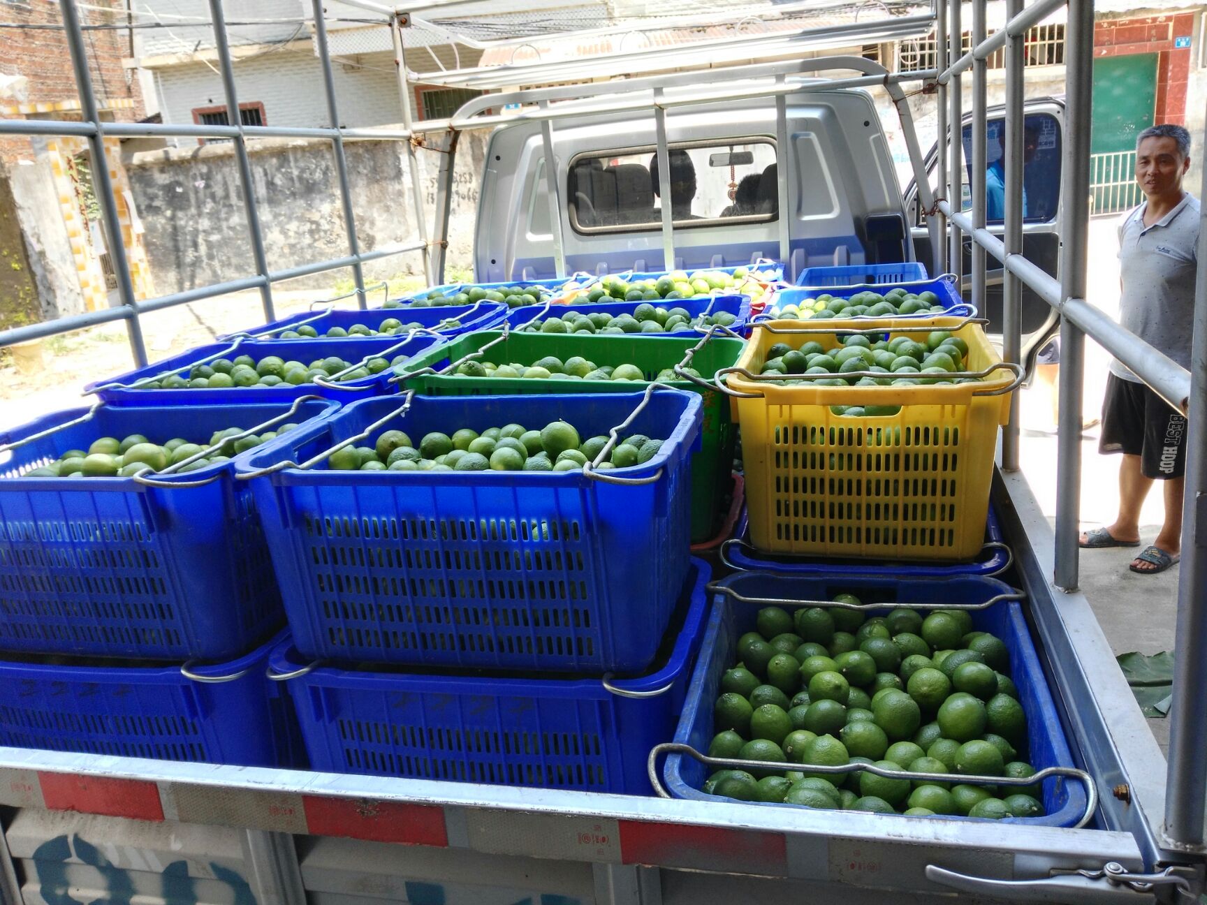 无籽柠檬 果品常绿，老树。