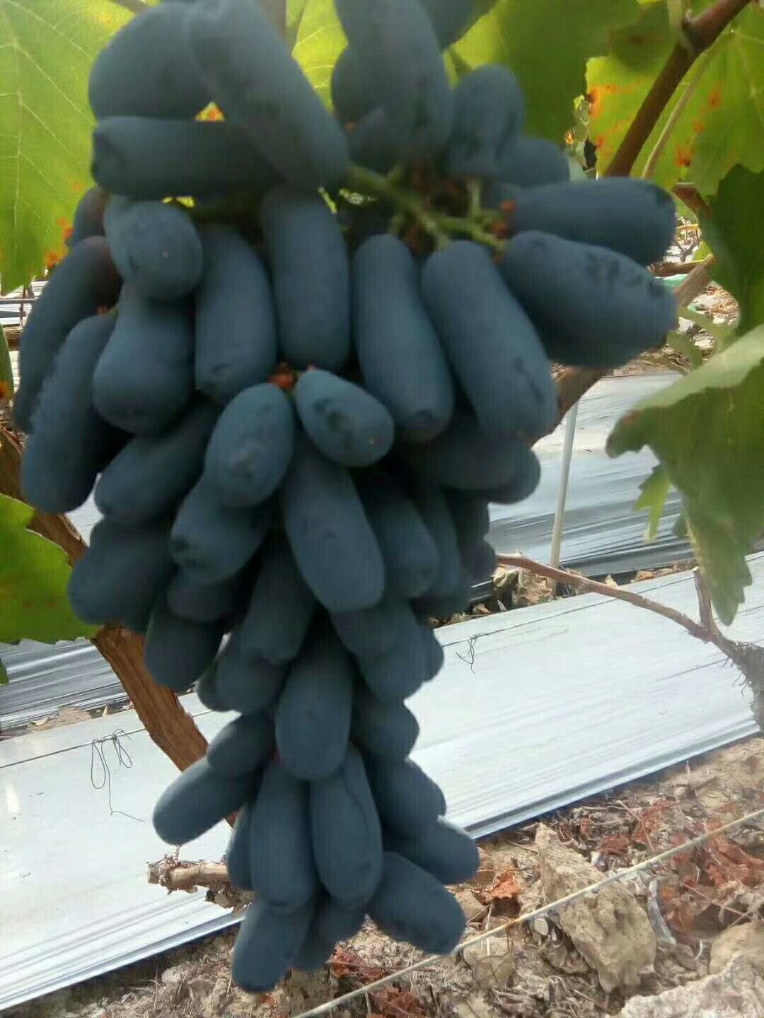 甜蜜蓝宝石葡萄苗
