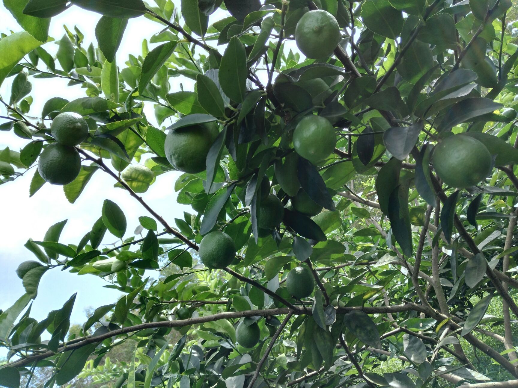 无籽柠檬 果品常绿，老树。