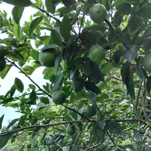 博罗县无籽柠檬 果品常绿，老树。