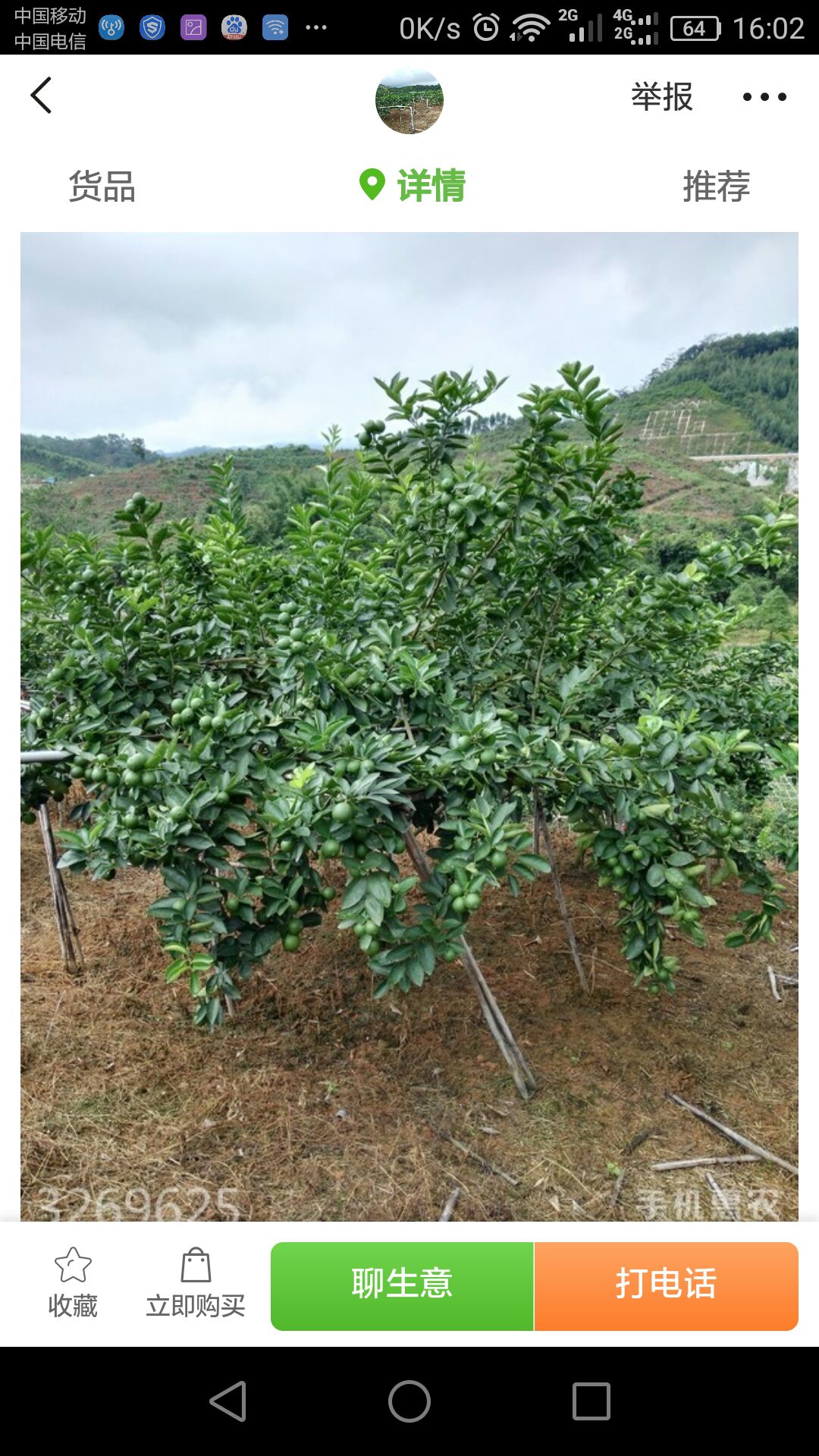 无籽柠檬 果品常绿，老树。