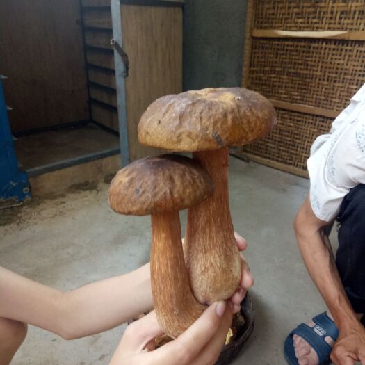 宁强县美味牛肝菌干货