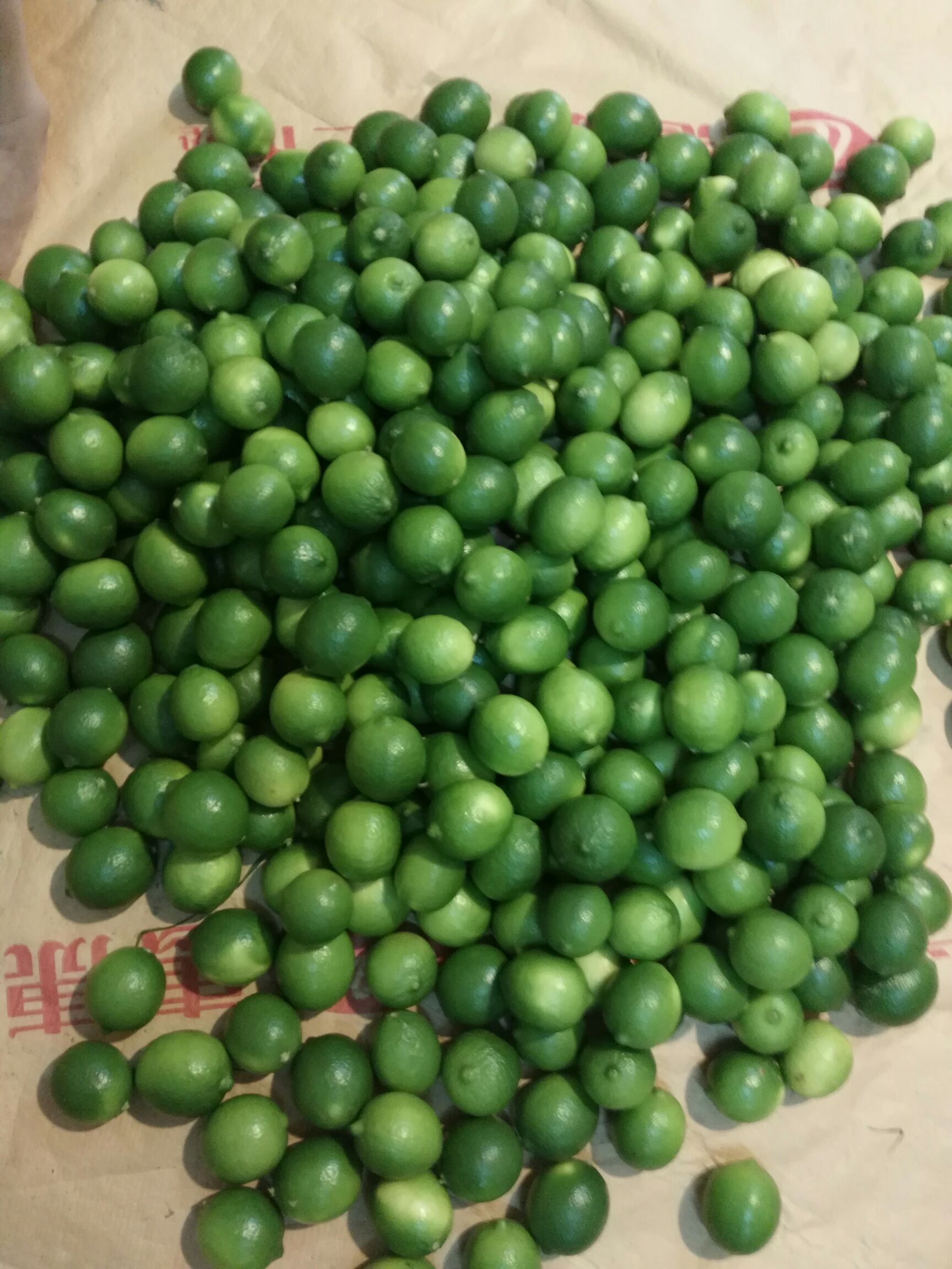 无籽柠檬 果品常绿，老树。
