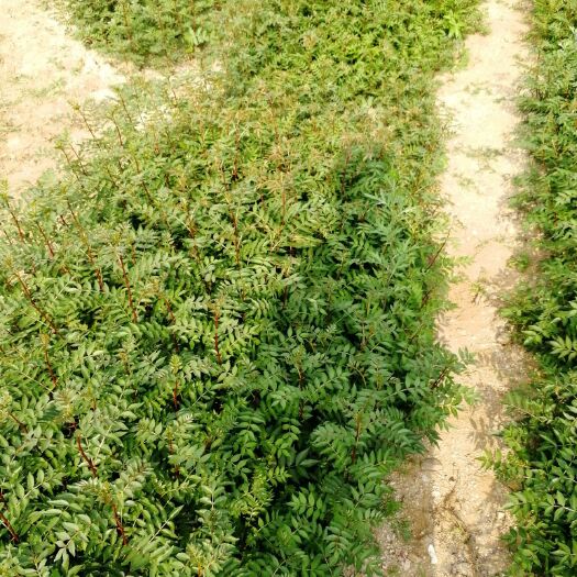 泰安大红袍花椒苗