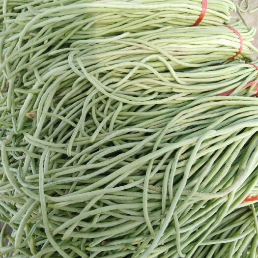 长浪豆角 60cm以上 不打冷
