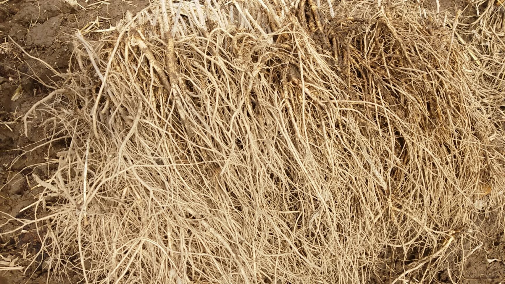 刺老芽 大量供应刺老包苗 乌龙头树苗 刺嫩芽苗 放心苗