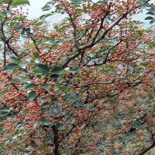 平顺县大红袍花椒 干花椒 一级 