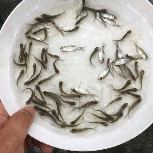 广州武昌鱼苗