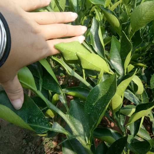 简阳市塔罗科血橙苗