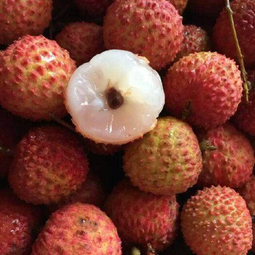 桂味荔枝苗