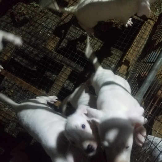 嘉祥县杜高犬