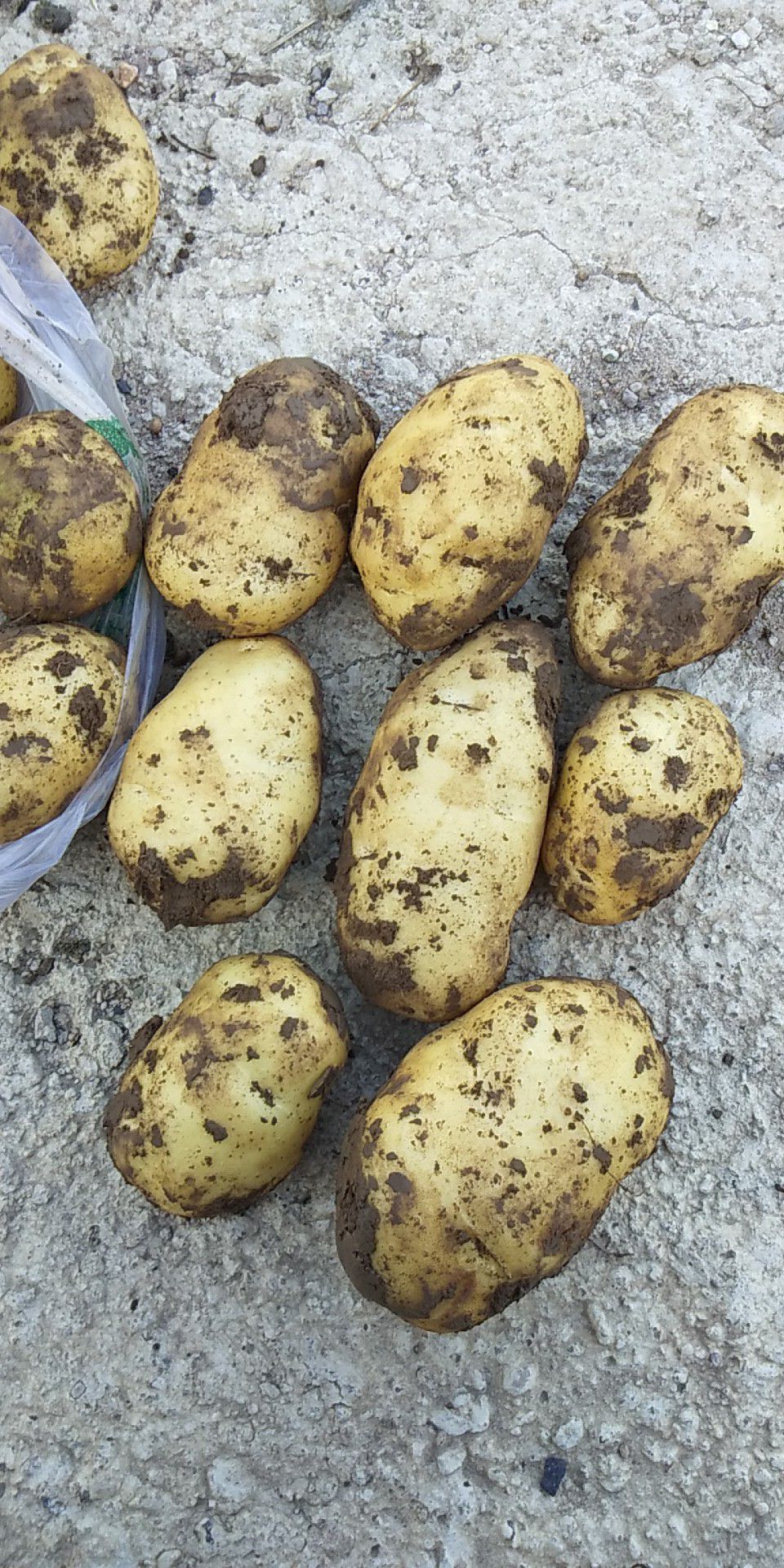 荷兰15号土豆 2两以上 