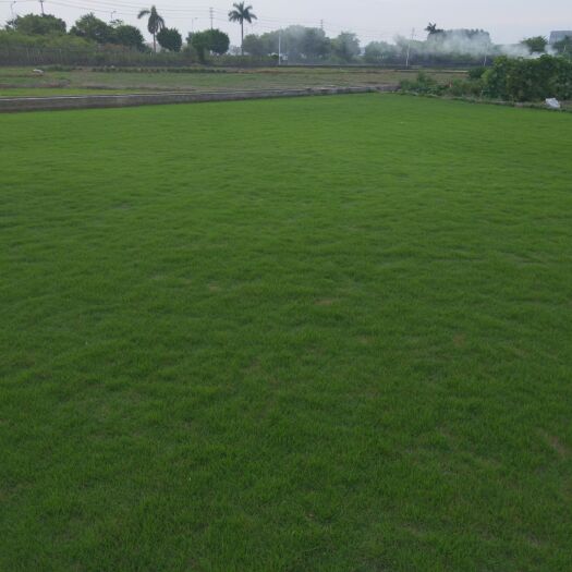 宾阳县马尼拉草皮  绿化草皮基地批发